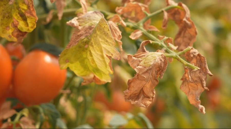 French Heatwave Escalates Agricultural Strain, Fuels Inflation Concerns